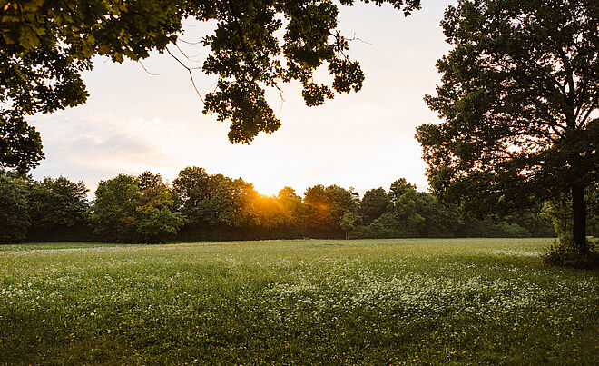 Wiese mit Bäumen im Hintergrund