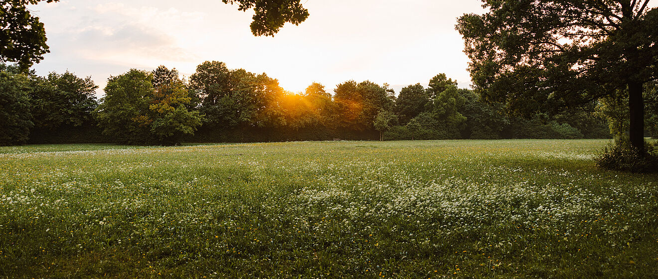 Wiese mit Bäumen im Hintergrund