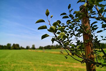 Nahaufnahme von einem Baum auf der Streuobstwiese beim Ilsesee. Ein Klick auf das Bild sorgt für eine Großansicht