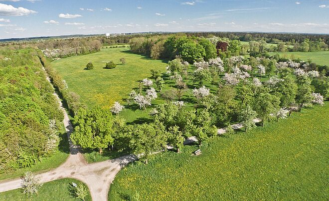 Luftbild mehrerer Apfelbäume auf einer Wiese