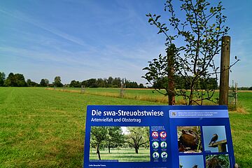 Streuobstwiese am Ilsesee