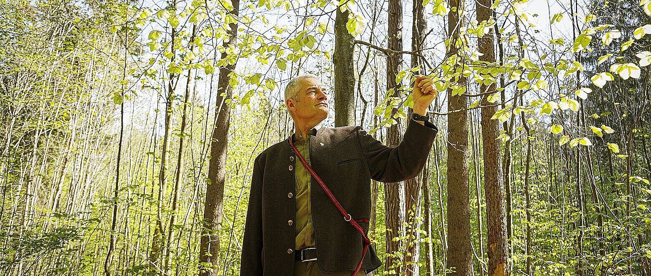 Förster betrachtet einen Ast mit Blättern im Wald.