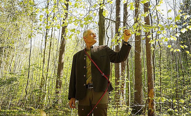 Förster betrachtet einen Ast mit Blättern im Wald.