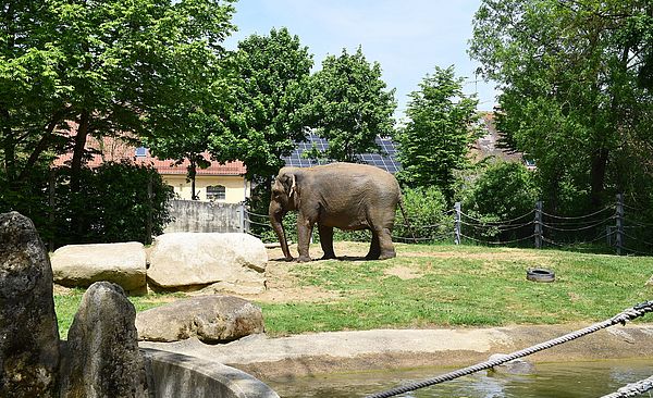 Elefant im Elefantenhaus im Augsburger Zoo. Ein Klick sorgt für eine Großansicht des Bildes.