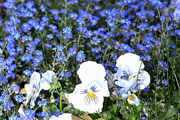 Blumenwiese, - Ein Klick auf das Bild führt zur vergrößerten Fotoansicht.