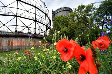 Rote Blumen auf einer Wiese. Im Hintergrund ist der Gaskessel des Gaswerks zu sehen