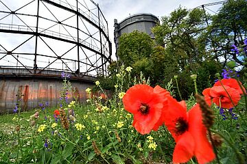 Rote Blumen auf einer Wiese. Im Hintergrund ist der Gaskessel des Gaswerks zu sehen. Ein Klick sorgt für eine Großansicht des Bildes.