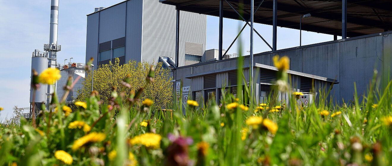 Bunte Blumenwiese. Im Hintergrund ist das Biomasse Heizkraftwerk