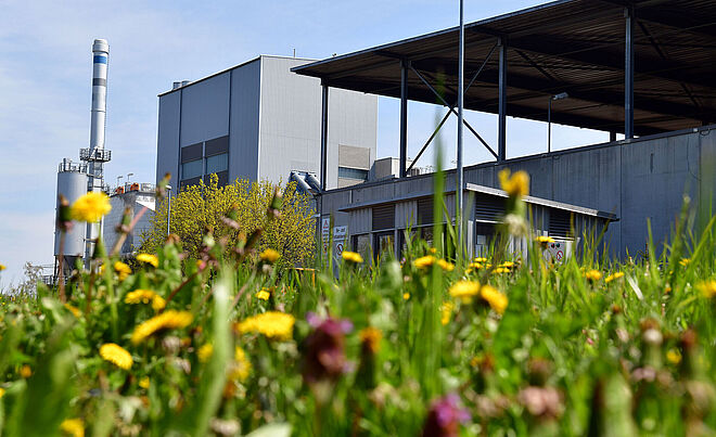 Bunte Blumenwiese. Im Hintergrund ist das Biomasse Heizkraftwerk