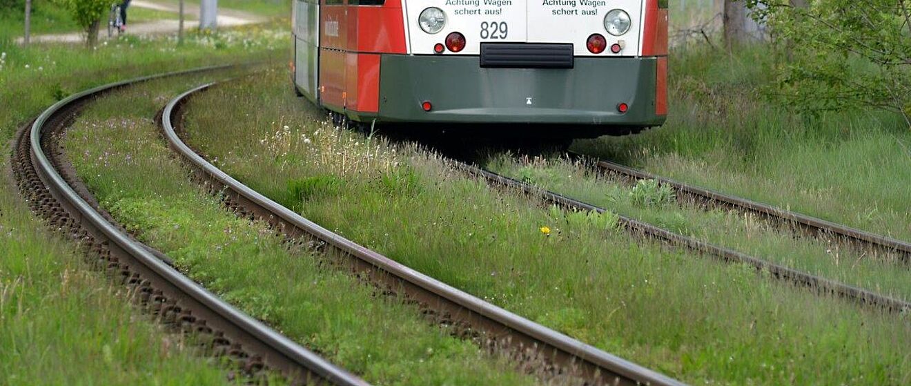 Nahaufnahme von Straßenbahnschienen in einer Wiese. Rechts fährt eine Straßenbahn.