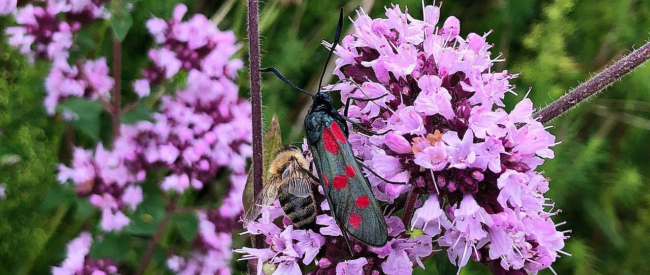 Schmetterling und Biene sitzen auf einer Blume