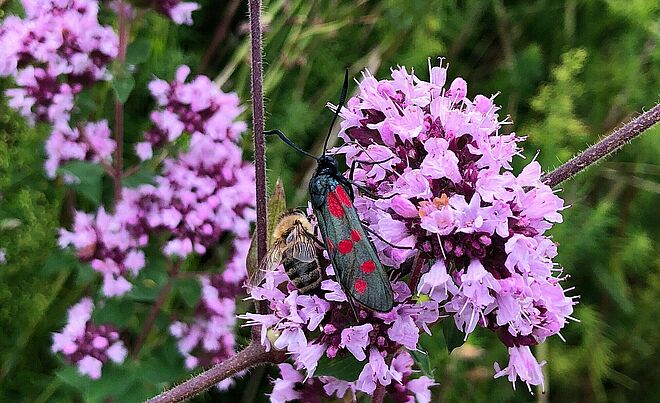 Schmetterling und Biene sitzen auf einer Blume