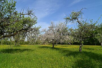 Streuobstwiese mit Bäumen