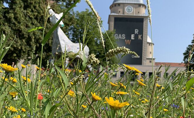 Gelbe Blumen auf einer Blumenwiese. Im Hintergrund ist das Gaswerk. Weiterverlinkung auf Konzerte Kultur und Natur Newsartikel