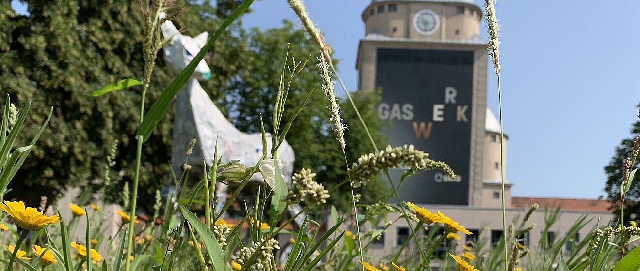 Gelbe Blumen auf einer Blumenwiese. Im Hintergrund ist das Gaswerk. Weiterverlinkung auf Konzerte Kultur und Natur Newsartikel