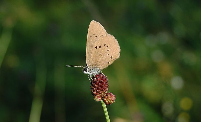 Nahaufnahme eines Schmetterlings, welcher auf einer dunkelroten Pflanze sitzt.