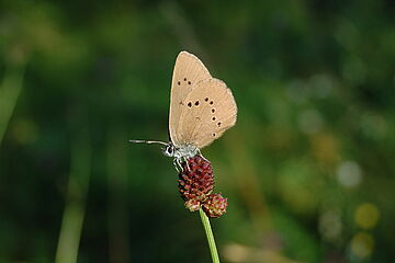 2021_06_15_Dunkler-Wiesenknopf-Ameisenbläuling_NicolasLiebig.JPG