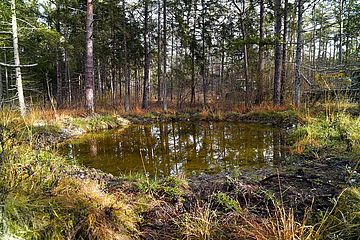 Himmelsweiher Stadtwald Augsburg