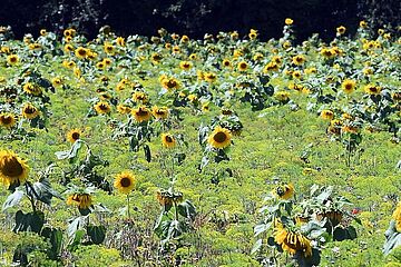 Blühfläche mit vielen Sonnenblumen. - Ein Klick auf das Bild führt zur vergrößerten Fotoansicht.