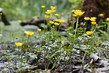 Himmelsweiher Stadtwald Augsburg