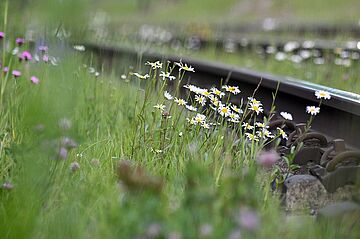 Foto verschiedener Blumen vor einem Rasengleis - Ein Klick auf das Bild führt zur Fotoansicht.