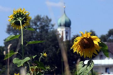 Nahaufnahme von zwei Sonnenblumen. Im Hintergrund mit Bäumen und einem Kirchturm ist unscharf. - Ein Klick auf das Bild führt zur vergrößerten Fotoansicht.