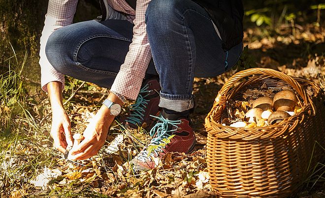 Im Vordergrund hockt eine Person in Jeans und rot-braunen Wanderschuhen mit türkisfarbenen Schnürsenkeln auf dem moosbedeckten Waldboden, um Pilze zu sammeln. In der rechten Bildhälfte steht ein geflochtener Weidenkorb, der bereits mit mehreren gesammelten Pilzen gefüllt ist, die in ihrer Form an Steinpilze oder Maronen erinnern.