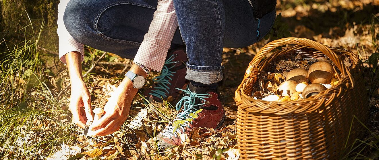 Im Vordergrund hockt eine Person in Jeans und rot-braunen Wanderschuhen mit türkisfarbenen Schnürsenkeln auf dem moosbedeckten Waldboden, um Pilze zu sammeln. In der rechten Bildhälfte steht ein geflochtener Weidenkorb, der bereits mit mehreren gesammelten Pilzen gefüllt ist, die in ihrer Form an Steinpilze oder Maronen erinnern.