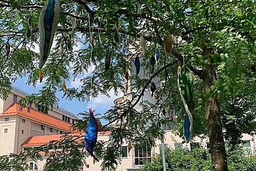 Baumkrone in der Kunstprojekte aufgehangen sind. - Beim anklicken wird das Bild vergrößert.