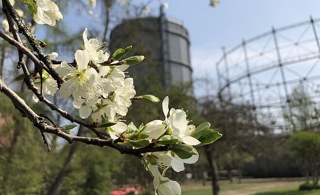 Ein blühender Baum. im Hintergrund ist das Gaswerk Oberhausen zu sehen.