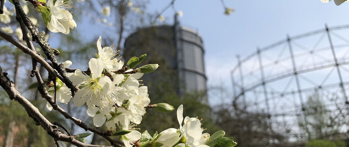 Ein blühender Baum. im Hintergrund ist das Gaswerk Oberhausen zu sehen.