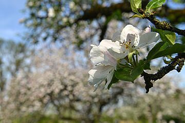 Blüte am Apfelbaum auf Streuobstwiese