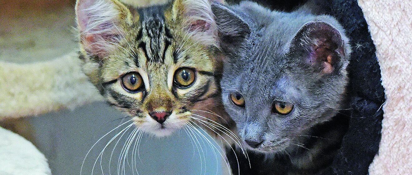 Zwei Katzen in einem Kratzbaum