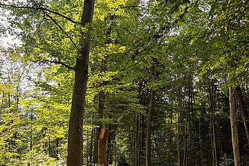 Siebentischwald