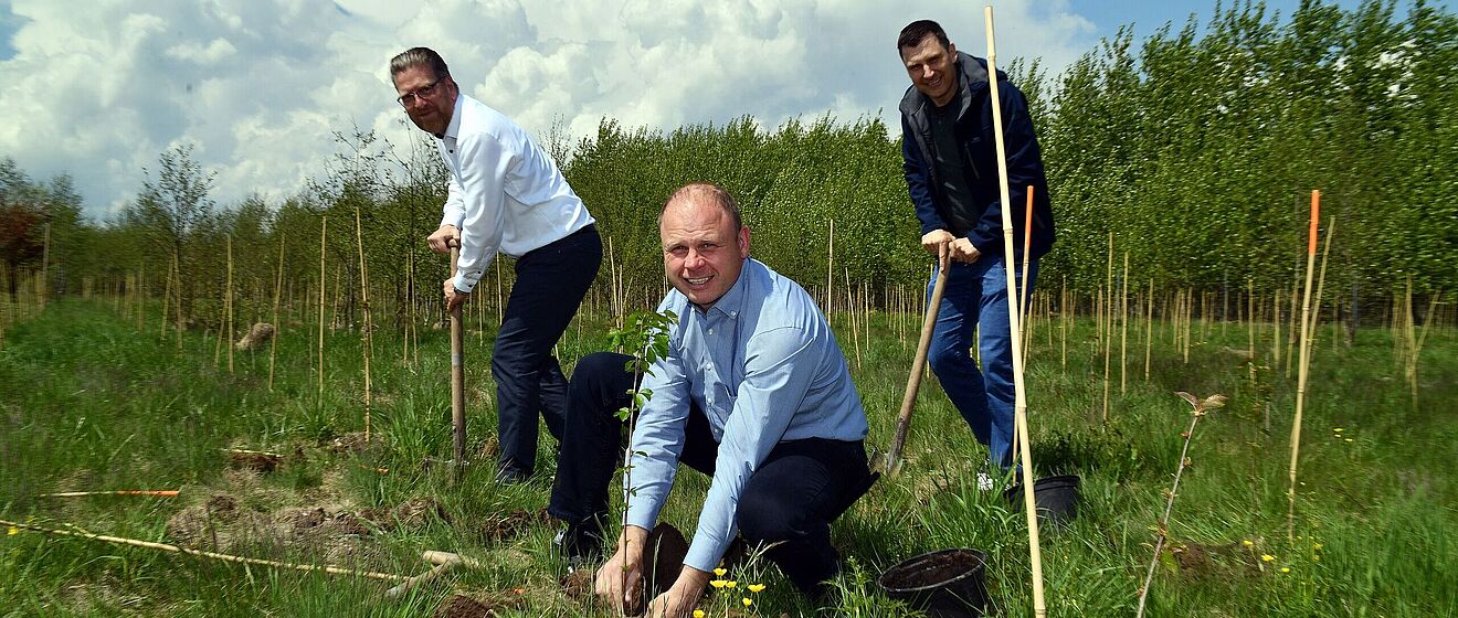 Drei Männer in Hemden pflanzen Bäume.