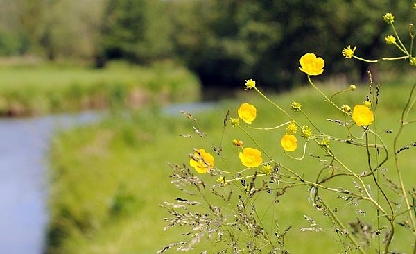 Gelbe Blumen. Im Hintergrund sieht man verschwommen eine Wiese und einen Fluss.