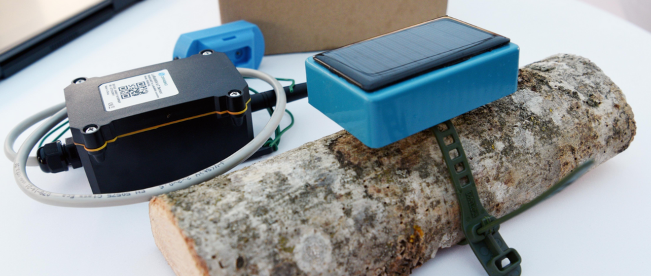 Baumsensor der um einen auf den Tisch liegenden Baumstamm gewickelt ist.