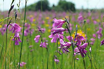 Blumenwiese mit pinken Blumen im Augsburger Stadtwald - ein Klick darauf führt zur Fotoansicht