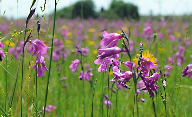 Blumenwiese mit pinken Blumen im Augsburger Stadtwald - ein Klick darauf führt zur Fotoansicht