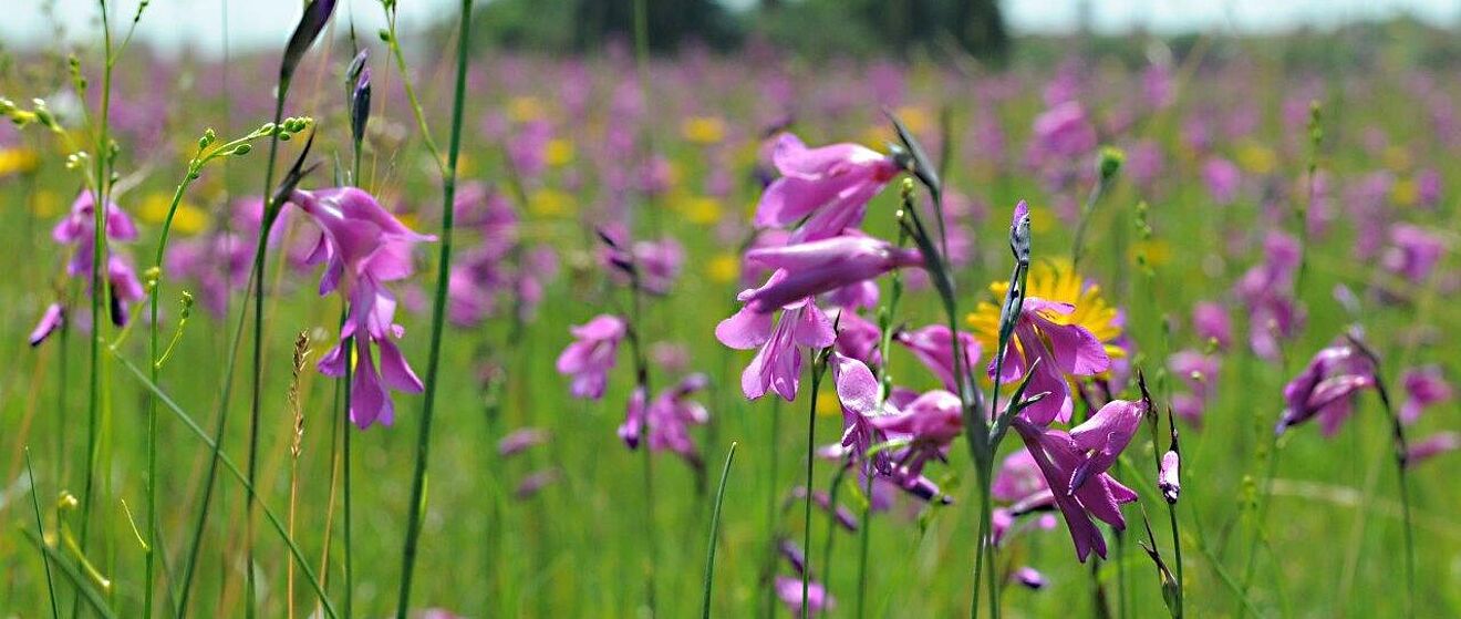 Blumenwiese mit pinken Blumen im Augsburger Stadtwald - ein Klick darauf führt zur Fotoansicht