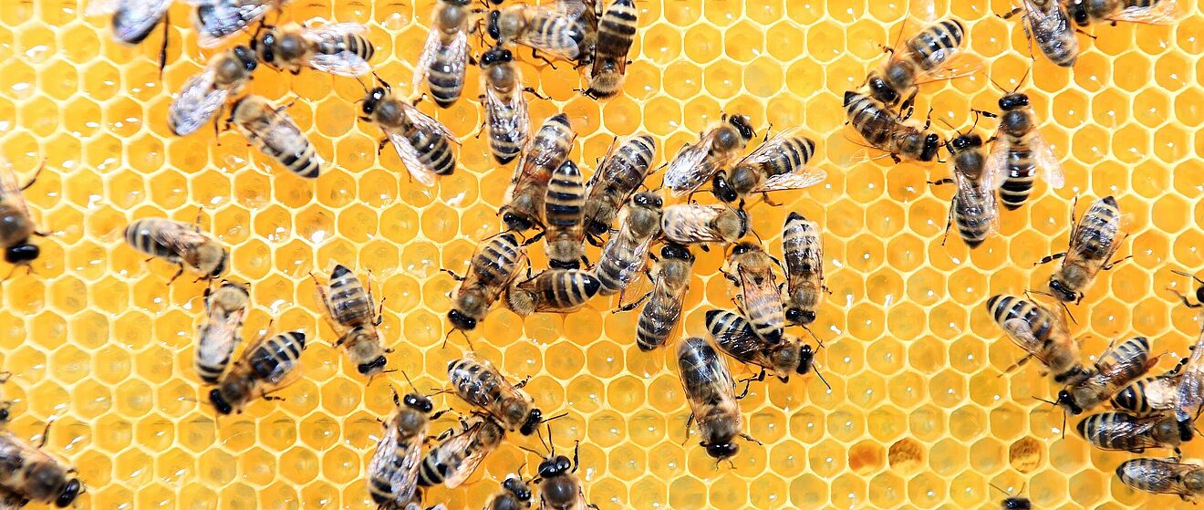 Header: Bienen stehen auf Hongiwaben