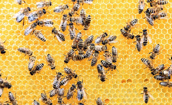 Header: Bienen stehen auf Hongiwaben