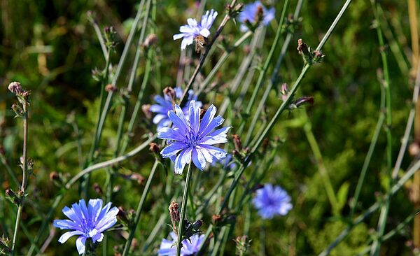 2020_08_12_Bluehbrache_Koenigsbrunn_01_web.jpg