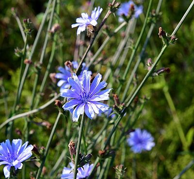 Header: Nahaufnahme Blüte in Wiese