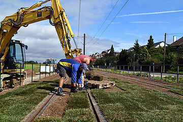 Rasen zwischen den Gleisen. - Beim anklicken wird das Bild vergrößert.