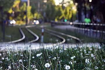 Aufnahme von Löwenzahn vor den Rasengleisen - Ein Klick auf das Bild führt zur Fotoansicht.