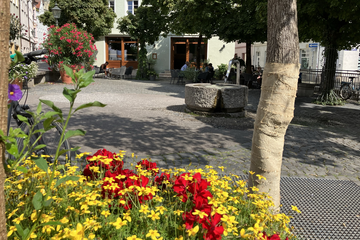 Trinkwasserbrunnen am Holbeinplatz. Im Vordergrund sind Blumen. Ein Klick auf das Bild sorgt für eine Großansicht