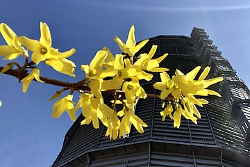 Gaswerk mit Blüten. - Ein Klick auf das Bild führt zur vergrößerten Fotoansicht.