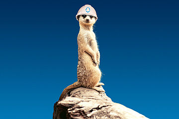 Erdmännchen auf einem Felsen mit einem swa Helm auf dem Kopf