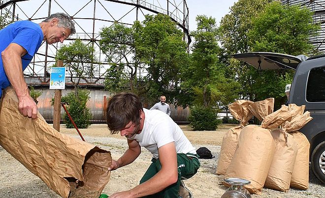 Zwei Männer streuen auf dem Gaswerkgelände Samen in einen grünen Behälter. Weiterverlinkung auf ein Stück Siebentischwald Newsartikel